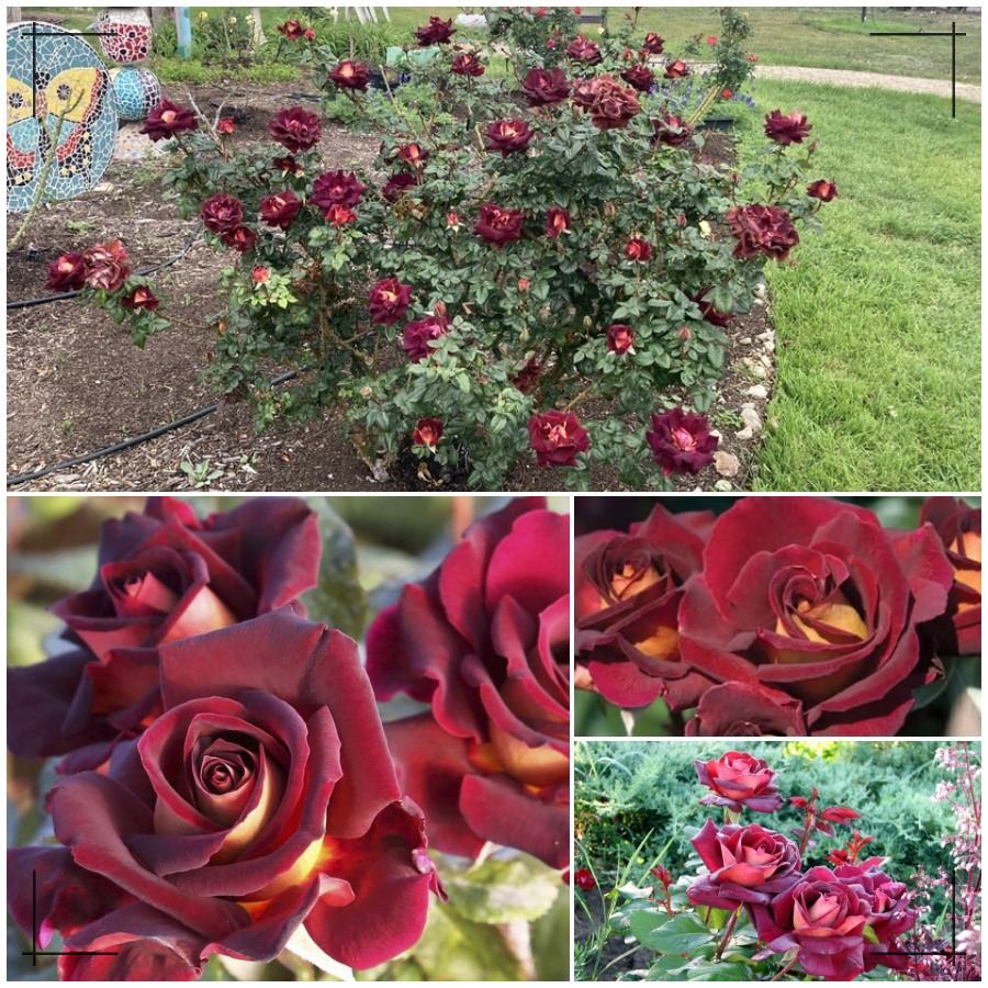 Eddy Mitchell® róża wielkokwiatowa 